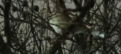 Mimus saturninus