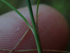 Carex acicularis