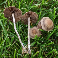 Panaeolus