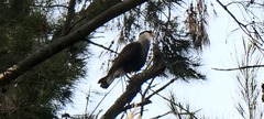 Caracara plancus