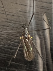 Gnophomyia