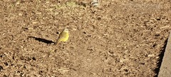 Machetornis rixosa