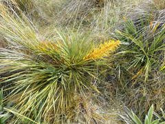 Aciphylla ferox