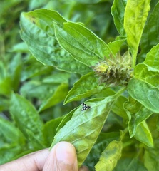 Sphaeniscus sexmaculatus