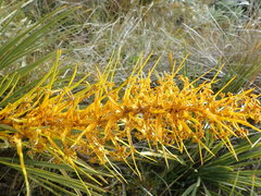 Aciphylla ferox
