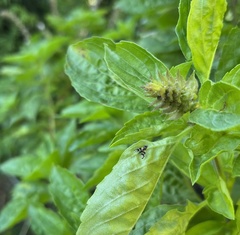 Sphaeniscus sexmaculatus
