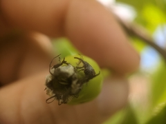 Anthonomus quadrigibbus