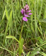 Dactylorhiza purpurella