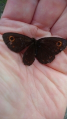 Erebia embla