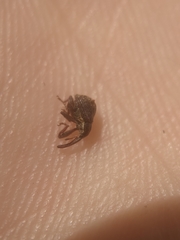 Anthonomus quadrigibbus