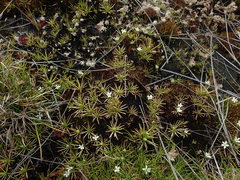 Stylidium subulatum