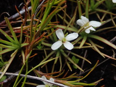 Stylidium subulatum