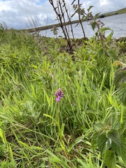 Dactylorhiza purpurella