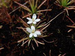 Stylidium subulatum