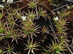 Stylidium subulatum