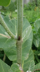 Graptostethus servus