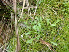 Brachyscome radicata