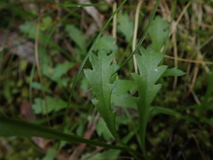 Brachyscome radicata