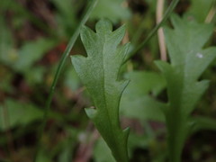Brachyscome radicata