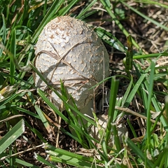 Chlorophyllum molybdites