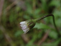 Brachyscome radicata