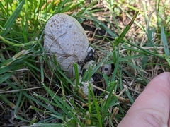 Chlorophyllum molybdites