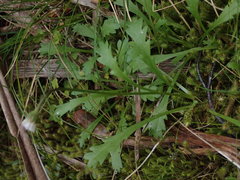 Brachyscome radicata