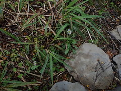 Brachyscome radicata