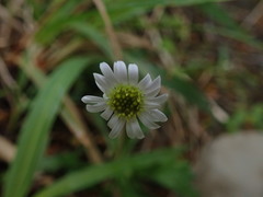 Brachyscome radicata