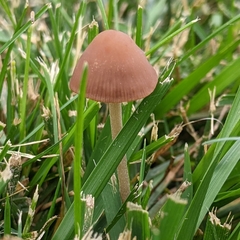 Panaeolus