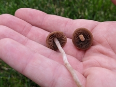 Panaeolus