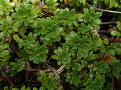 Celmisia bellidioides