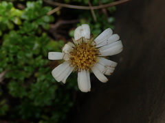 Celmisia bellidioides