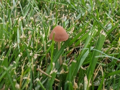 Panaeolus