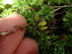 Celmisia bellidioides