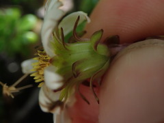 Celmisia bellidioides