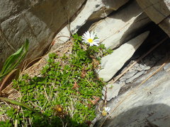 Celmisia bellidioides