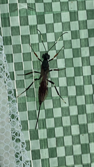 Xorides sepulchralis