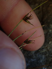 Carex acicularis