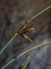 Carex acicularis