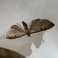 Eupithecia assimilata