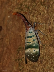 Pyrops ducalis