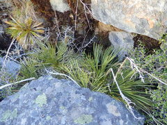 Aciphylla montana