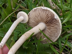 Agrocybe molesta