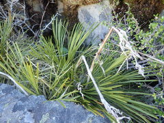 Aciphylla montana