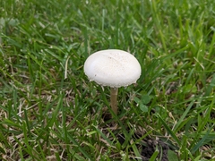 Agrocybe molesta
