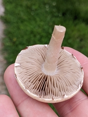 Agrocybe molesta