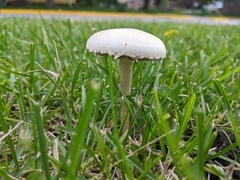 Agrocybe molesta
