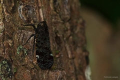 Penthicodes variegatus