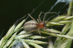 Cheiracanthium erraticum